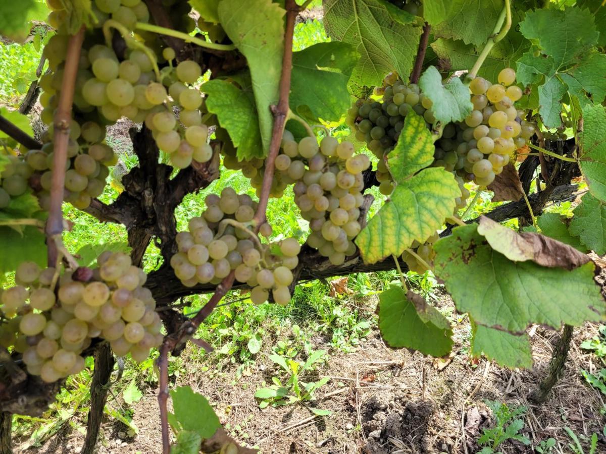 Fantastic View Vineyard Beskid Mountains Gruszow  Exterior foto